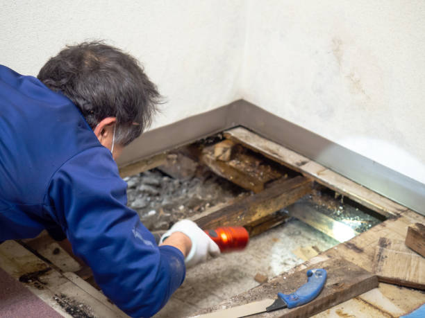 Best Post-Flood Mold Remediation in World Golf Village, FL