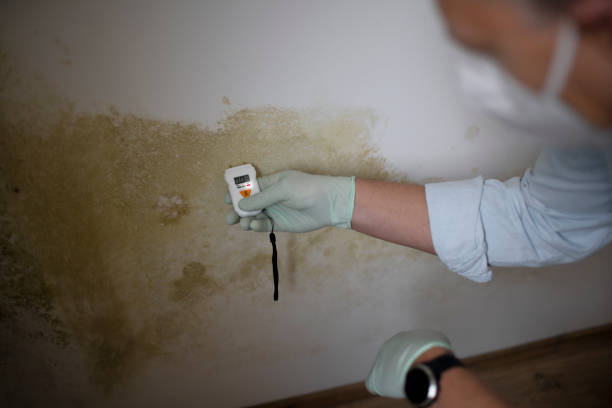 Best Basement Mold Remediation in World Golf Village, FL