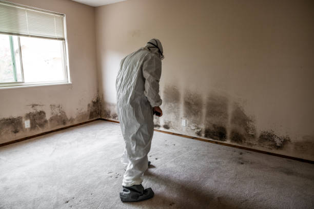 Best Residential Mold Remediation in World Golf Village, FL