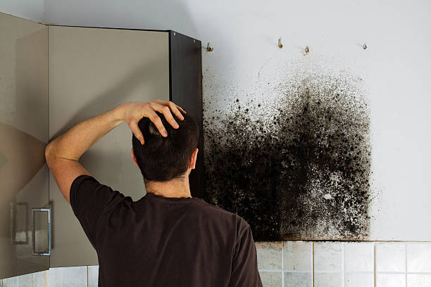 Best White Mold Remediation in World Golf Village, FL