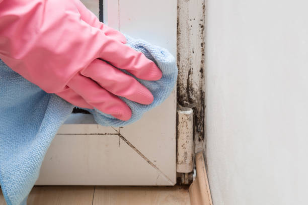 Best Commercial Mold Remediation in World Golf Village, FL